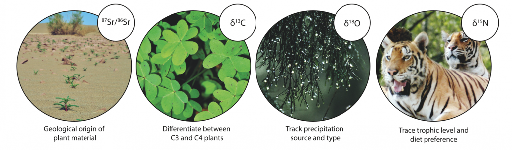 Diet tracing through strontium isotopes