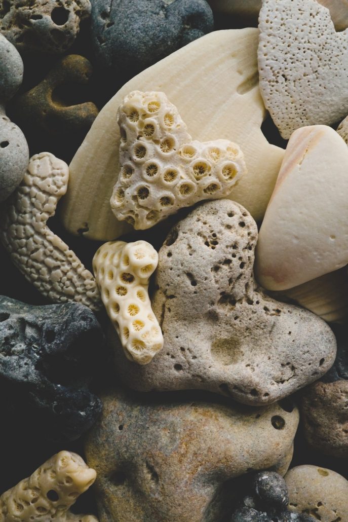 shells and carbonates