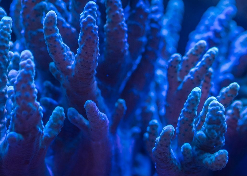 coral